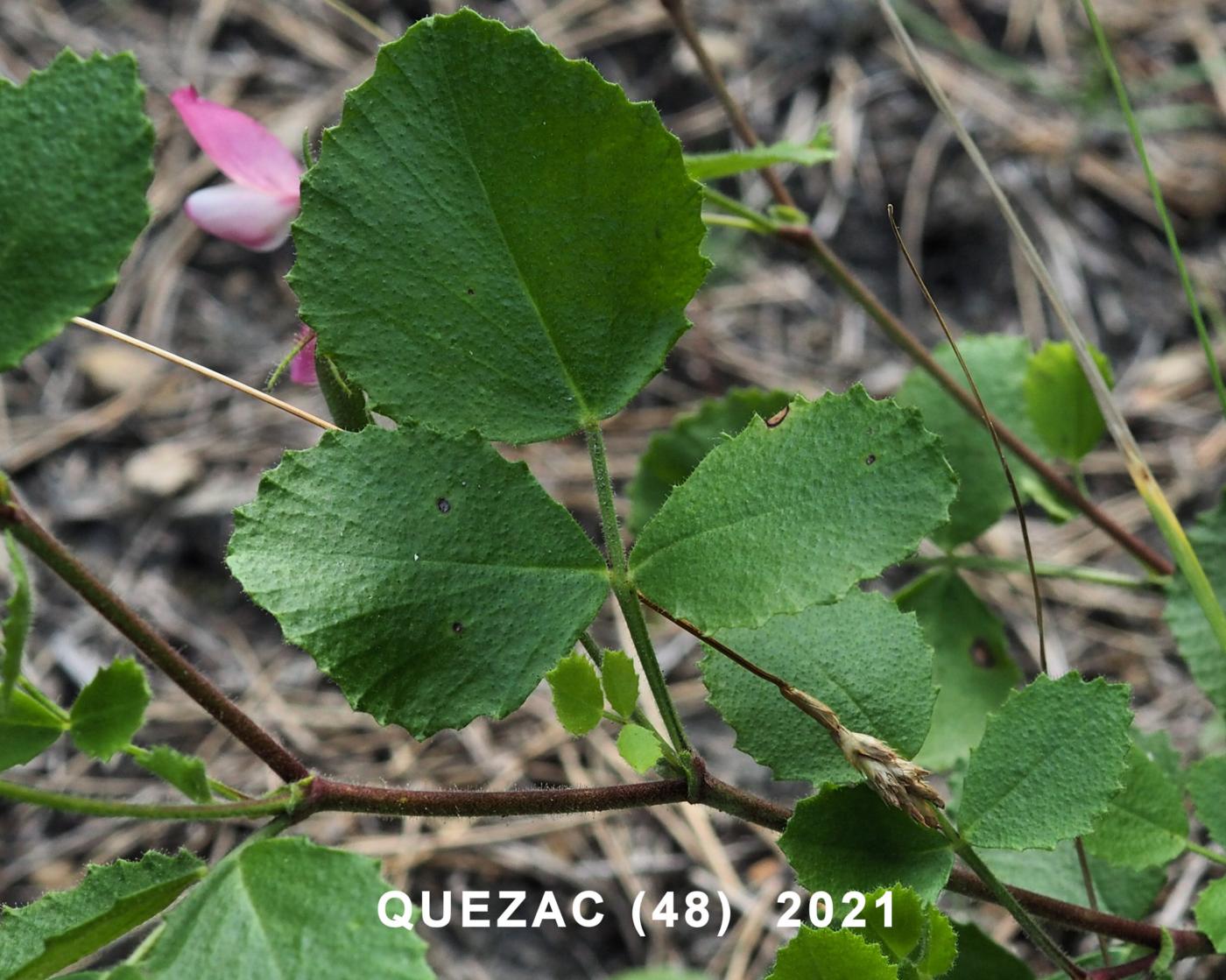 Restharrow, round-leaved leaf